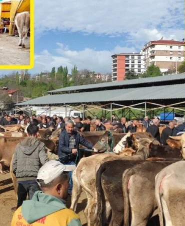Diyanet 2026 vekalet kurban fiyatları açıklandı: Yurt içi ve yurt dışı hisse bedeli ne kadar?