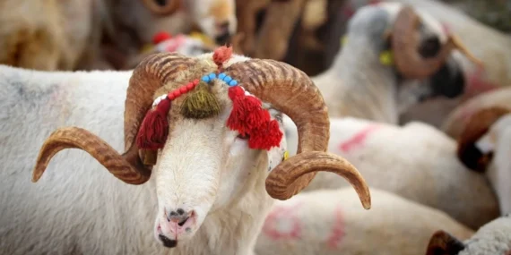 Kurban Bayramı ne zaman, tatil 9 gün olur mu? 2026 için ilk hesap ortaya çıktı