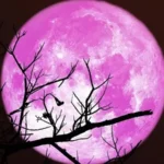 Pembe Dolunay Türkiye'de ne zaman ve saat kaçta görülecek? Pembe Dolunay ne zaman en net izlenir?