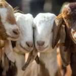 Kırsalda bereket küçükbaşa destek başvurusu son gün ne zaman? 2026 hayvan dağıtımı tarihi belli oldu mu?