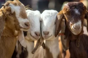 Kırsalda bereket küçükbaşa destek başvurusu son gün ne zaman? 2026 hayvan dağıtımı tarihi belli oldu mu?