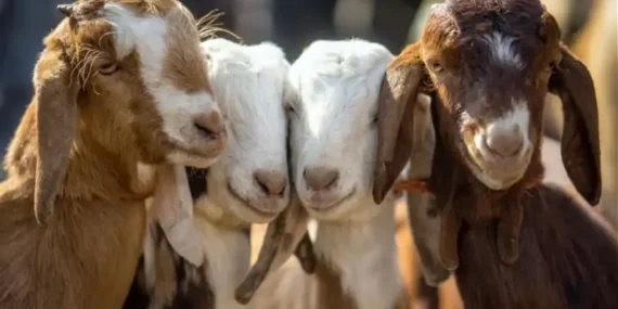 Küçükbaş hayvan desteği başvurusu başladı: Kimler, nereye başvuracak? Hayvan teslimi ne zaman başlanacak?