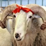 KURBAN BAYRAMI TATİL GÜNLERİ 2026: Kurban Bayramı tatili 9 gün mü olacak, tarihler açıklandı mı?