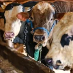 Kurban Bayramı tatili 9 gün olacak mı, kaç gün? Kurban Bayramı tatili okullara ve kamu kurumlarına kaç gün olacak?