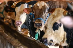 Kurban Bayramı tatili 9 gün olacak mı, kaç gün? Kurban Bayramı tatili okullara ve kamu kurumlarına kaç gün olacak?