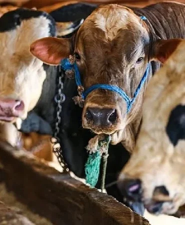 Kurban Bayramı tatili 9 gün olacak mı, kaç gün? Kurban Bayramı tatili okullara ve kamu kurumlarına kaç gün olacak?