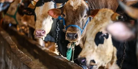 Kurban Bayramı tatili 9 gün olacak mı, kaç gün? Kurban Bayramı tatili okullara ve kamu kurumlarına kaç gün olacak?