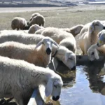 Kırsalda Bereket başvurularında son günler: 2 yıl geri ödemesiz kredi fırsatı