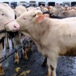 Kurbanlık fiyatları hisse bedeli bu sene kaç liradan başlıyor? Büyükbaş ve küçükbaş kurban fiyatları belli oldu mu? Koç, tosun, dana, keçi, koyun ne kadar?