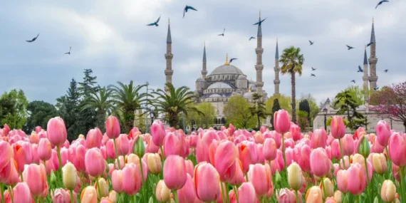Lale mevsimi geldi! 2026 İstanbul Lale Festivali ne zaman bitiyor? İstanbul Lale Festivali nerede yapılacak?