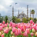Lale mevsimi geldi! 2026 İstanbul Lale Festivali ne zaman? İstanbul Lale Festivali nerede yapılacak?