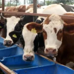 Kurbanlık canlı kilo fiyatı açıklandı: Koç, dana ve koyun fiyatları ne kadar? 2026 Kurban vekalet ücreti ve kurbanlık fiyatları belli oldu