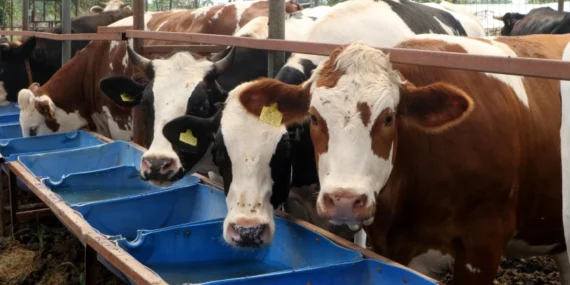 Kurbanlık canlı kilo fiyatı açıklandı: Koç, dana ve koyun fiyatları ne kadar? 2026 Kurban vekalet ücreti ve kurbanlık fiyatları belli oldu