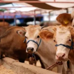 Vekalet kurban ne kadar? Diyanet yurt içi ve yurt dışı kurbanlık hisse fiyatları 2026 belli oldu mu?