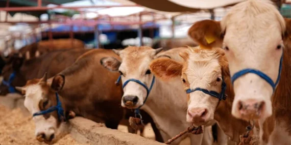 Diyanet vekalet kurbanlık fiyatları 2026 belli oldu mu?