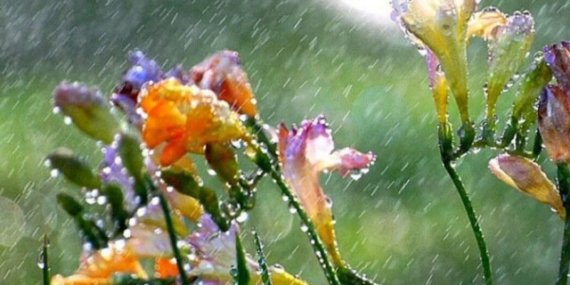 Nisan yağmuru faydaları neler? Nisan yağmurları şifası ile ilgili hadisi nedir?