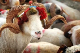 Gözler Beştepe’de: Kurban Bayramı tatili kaç gün olacak?