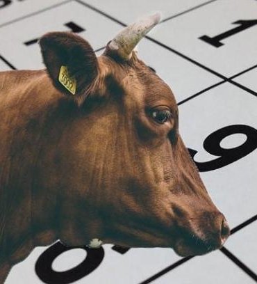 KURBAN BAYRAMI NE ZAMAN, BAYRAMDA TATİL KAÇ GÜN? Bayram tatili 9 gün oldu mu? 2026 Kurban Bayramı ne zaman, ayın kaçında?