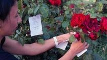 HIDIRELLEZ DİLEK DUASI TÜRKÇE | Gül ağacına dilek asarken Hıdırellez duası kaç kere okunur? Hıdırellez dilek duası nasıl edilir, ne zaman okunmalı?