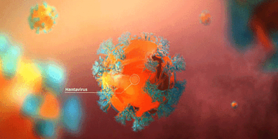 Hantavirüs nedir, bulaşıcı mı, nasıl bulaşır? Hantavirüs belirtileri nelerdir, tedavisi var mı?