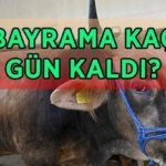 KURBAN BAYRAMI BAŞLANGIÇ VE BİTİŞ TARİHİ 2026: Bayrama kaç gün kaldı? 2026 Kurban Bayramı ne zaman, hangi gün?