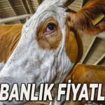 BU YIL KURBANLIK FİYATLARI 2026: Büyükbaş ve küçükbaş kurban fiyatı ve hisse fiyatı ne kadar? Güncel kurban fiyat listesi
