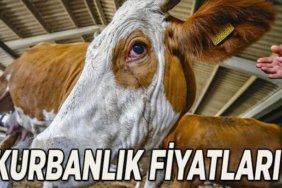 BU YIL KURBANLIK FİYATLARI 2026: Büyükbaş ve küçükbaş kurban fiyatı ve hisse fiyatı ne kadar? Güncel kurban fiyat listesi