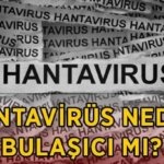 HANTAVİRÜS NEDİR, BULAŞICI MI? Hantavirüs belirtileri nelerdir, nasıl bulaşır, insandan insana geçer mi?