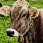 BAYRAM HANGİ GÜN, NE ZAMAN BAŞLIYOR? 2026 Kurban Bayramı tatili kaç gün olacak? İşte bayram tatili başlangıcı ve bitişi