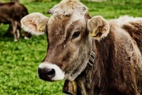 BAYRAM HANGİ GÜN, NE ZAMAN BAŞLIYOR? 2026 Kurban Bayramı tatili kaç gün olacak? İşte bayram tatili başlangıcı ve bitişi