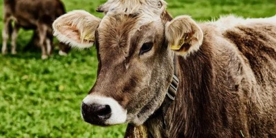 BAYRAM HANGİ GÜN, NE ZAMAN BAŞLIYOR? 2026 Kurban Bayramı tatili kaç gün olacak? İşte bayram tatili başlangıcı ve bitişi