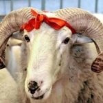 KURBAN KESMEK FARZ MIDIR? Kimler kurban kesmekle yükümlüdür?