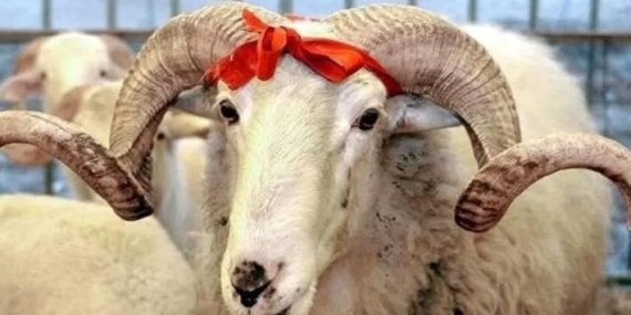 KURBAN KESMEK FARZ MI, KİMLERE FARZ? Kimler kurban kesmekle yükümlüdür?