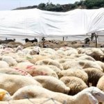 Diyanet'e göre Kurban keserken nasıl niyet edilir?