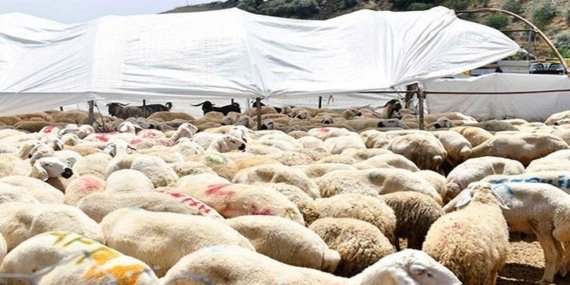 Diyanet’e göre Kurban keserken nasıl niyet edilir?