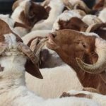 BAYRAMIN 3. VE 4. GÜNÜ KURBAN KESİLİR Mİ? Kurban kesimi ne zaman biter? Diyanet kurban kesimi vakti