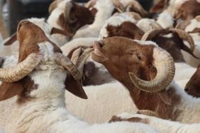 BAYRAMIN 3. VE 4. GÜNÜ KURBAN KESİLİR Mİ? Kurban kesimi ne zaman biter? Diyanet kurban kesimi vakti