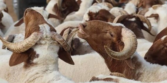 BAYRAMIN 3. VE 4. GÜNÜ KURBAN KESİLİR Mİ? Kurban kesimi ne zaman biter? Diyanet kurban kesimi vakti