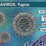 Hantavirüs nedir? Belirtileri neler? Nasıl bulaşır, tedavisi var mı?