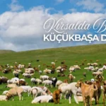 Kırsalda Bereket Küçükbaşa Destek Projesi ne zaman açıklanacak?