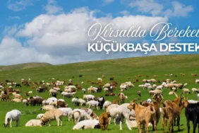 Kırsalda Bereket Projesi başvuru sorgulama! Kırsalda Bereket Küçükbaşa Destek Projesi ne zaman açıklanacak?