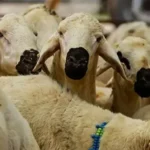 Kurban Bayramı arefe günü ne zaman, bugün mü? 2026 Kurban arefe günü tarihleri