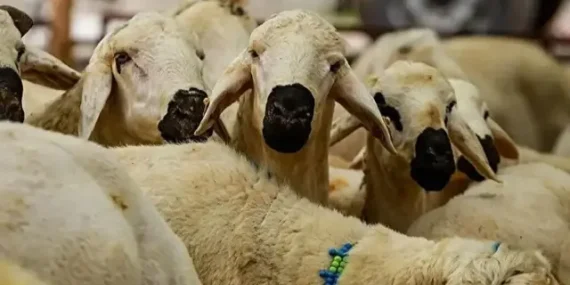 Kurban Bayramı arefe günü ne zaman, bugün mü? 2026 Kurban arefe günü tarihleri