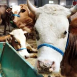 Kurbanlık fiyatları belli oldu: İllere göre Büyükbaş ve küçükbaş kurbanlık fiyat listesi