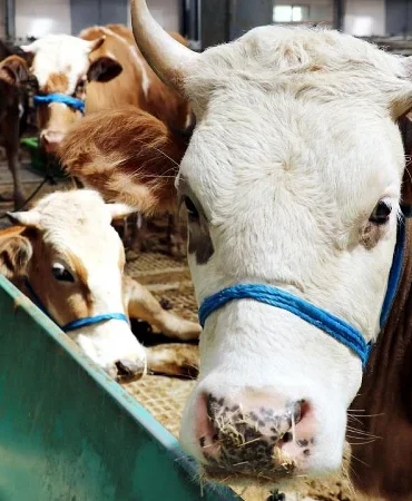 Kurbanlık fiyatları belli oldu: İllere göre Büyükbaş ve küçükbaş kurbanlık fiyat listesi