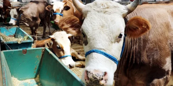 Kurbanlık fiyatları belli oldu: İllere göre Büyükbaş ve küçükbaş kurbanlık fiyat listesi
