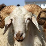 KURBAN VEKALETİ NASIL VERİLİR, NASIL ALINIR? Kurban Vekaleti Kimlere Nasıl Verilir? Diyanet açıkladı