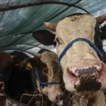 Kurban Bayramı tatili kaç gün olacak 9 gün mü? Kurban Bayramı ayın kaçında?