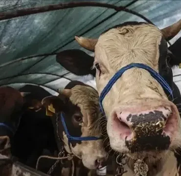 Kurban Bayramı tatili kaç gün olacak 9 gün mü? Kurban Bayramı ayın kaçında?