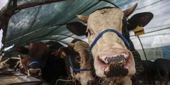 Kurban Bayramı tatili kaç gün olacak 9 gün mü? Kurban Bayramı ayın kaçında?